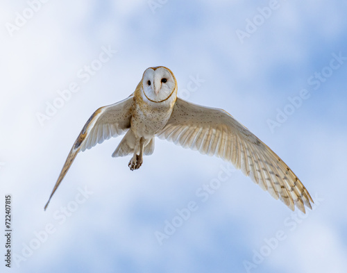 Owl in Flight