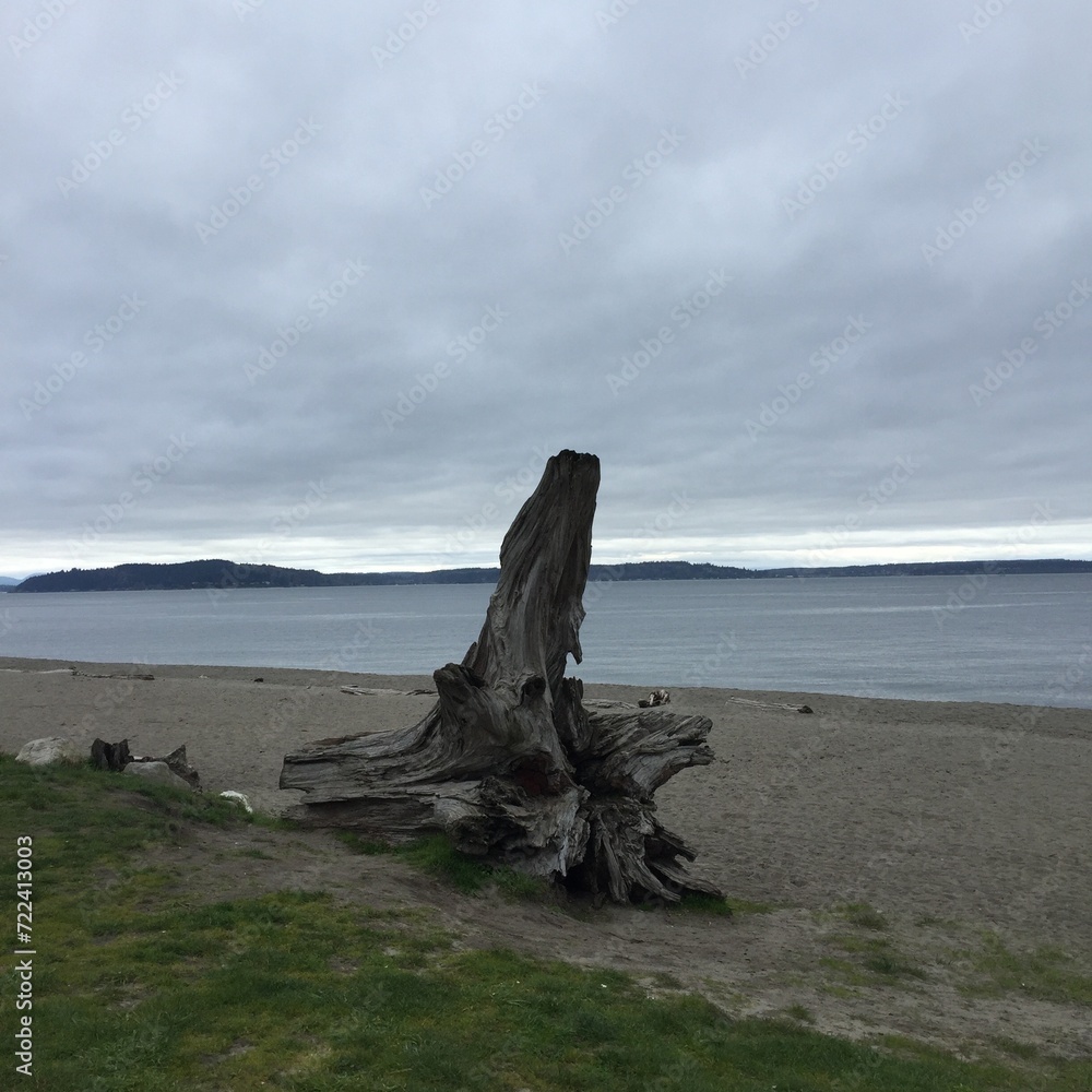 Driftwood on Beach on a cloudy winter day Driftwood on Beach on a cloudy winter day