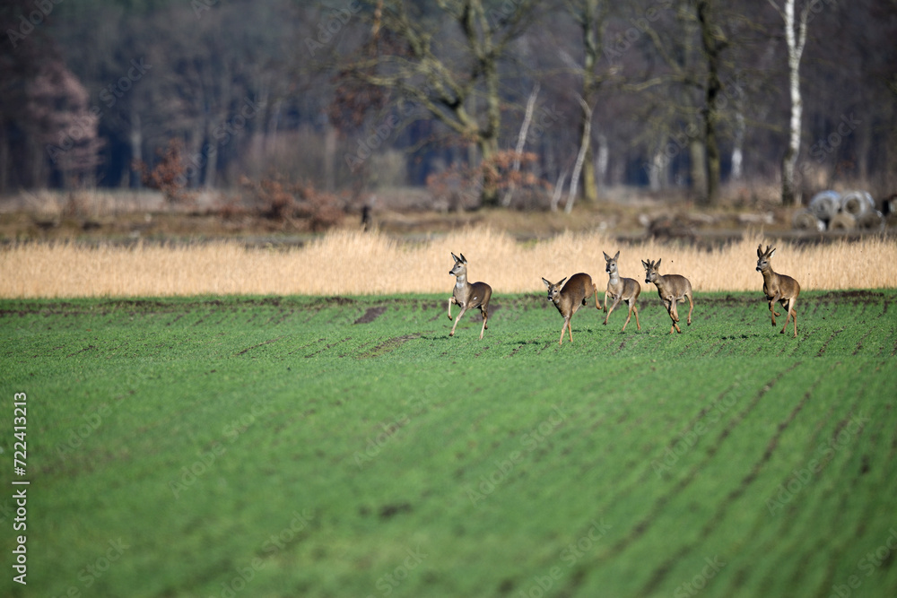 Eine wilde Herde Rehe und Rehböcke flüchtet über das freie grüne Feld Eine wilde Herde Rehe und Rehböcke flüchtet über das freie grüne Feld