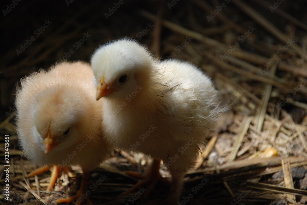 Two yellow chickens in a chicken coop. Chicks born a few weeks ago walk on the straw lying on the floor in search of food. They have light yellow down and orange beaks and thin long legs. Two yellow chickens in a chicken coop. Chicks born a few weeks ago walk on the straw lying on the floor in search of food. They have light yellow down and orange beaks and thin long legs.