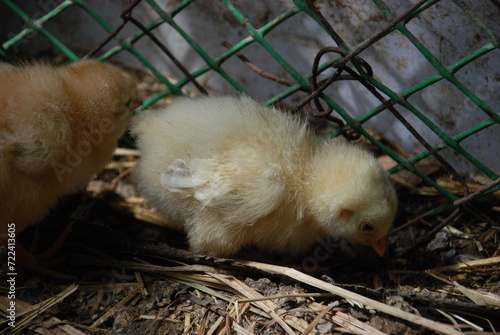 Two yellow chickens in a chicken coop. Chicks born a few weeks ago walk on the straw lying on the floor in search of food. They have light yellow down and orange beaks and thin long legs. photo