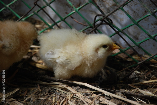 Two yellow chickens in a chicken coop. Chicks born a few weeks ago walk on the straw lying on the floor in search of food. They have light yellow down and orange beaks and thin long legs. photo