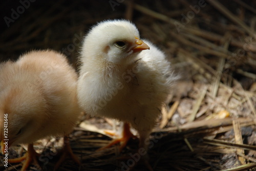 Tableau sur toile Two yellow chickens in a chicken coop