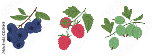 Edible fresh berries. Juicy forest berries, blueberry, raspberry and gooseberry flat vector illustration set. Ripe berries collection