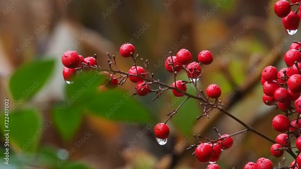 red winter berrie in the rain red winter berrie in the rain