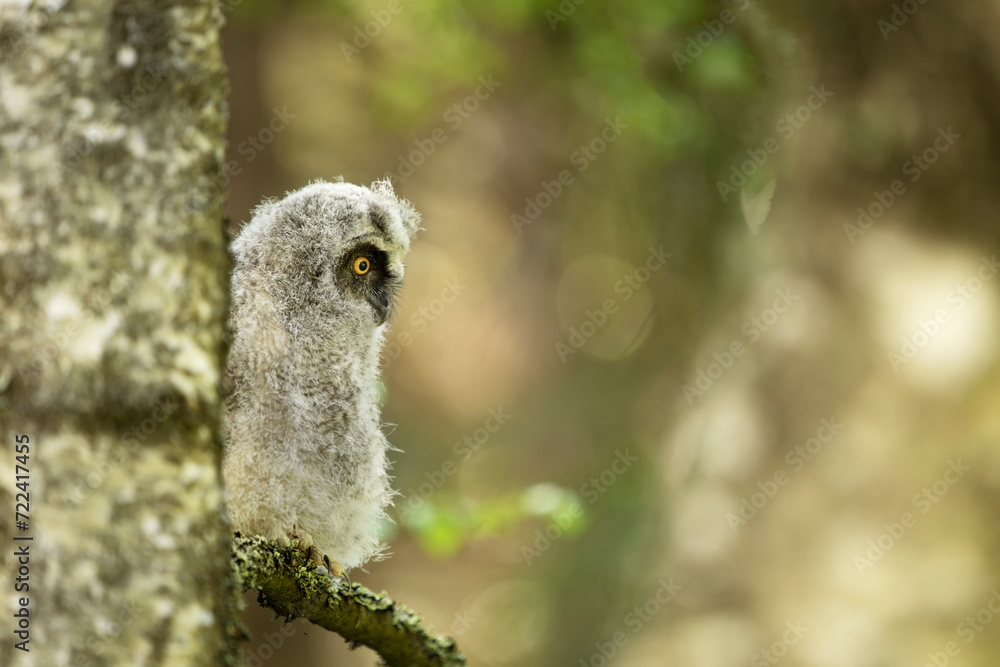 Fluffy long-eared baby owl (asio otus) sitting on the birch tree branch. Bird in nature habitat, Czech republic