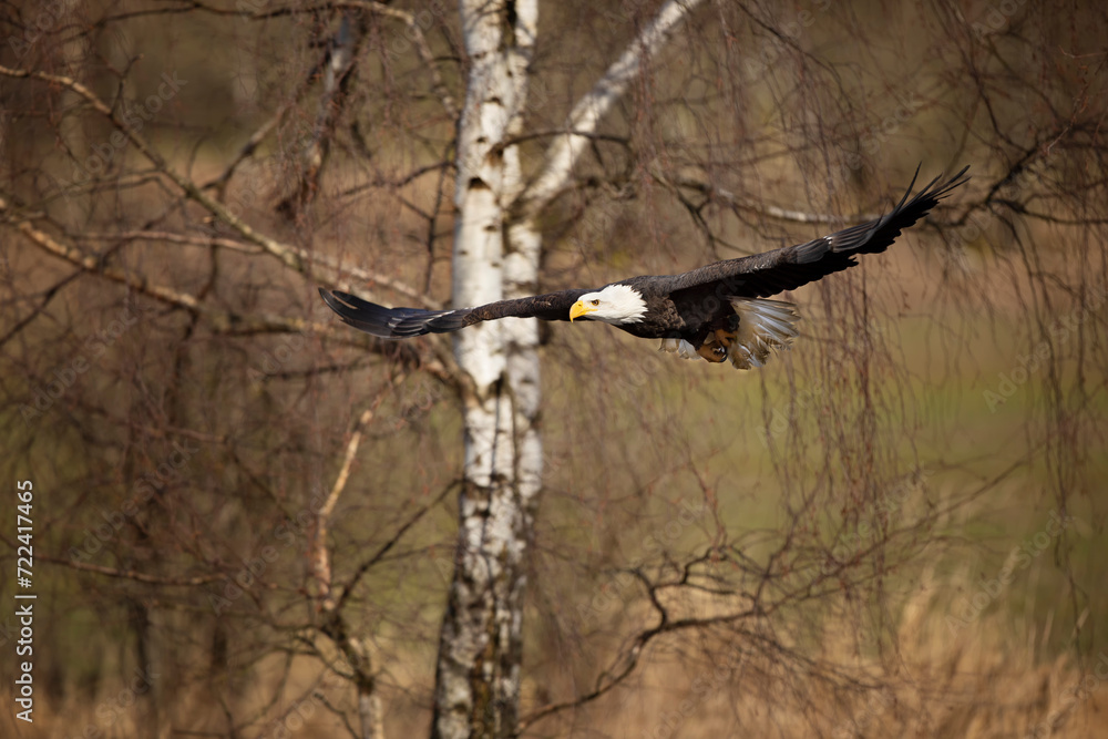 Bald Eagle, Haliaeetus leucocephalus, flying bird of prey against autumn background, yellow grass and forest.