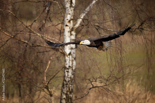 Obraz na płótnie Bald Eagle, Haliaeetus leucocephalus, flying bird of prey against autumn background, yellow grass and forest. w salonie