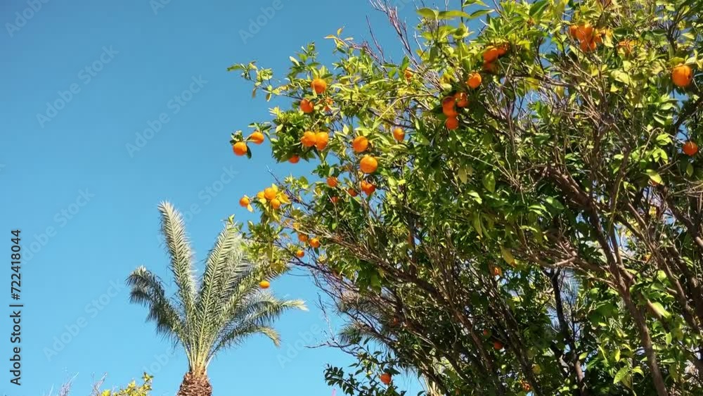 Harvest season. Tree with oranges, palm tree in the background. Exotic plants, winter Harvest season. Tree with oranges, palm tree in the background. Exotic plants, winter