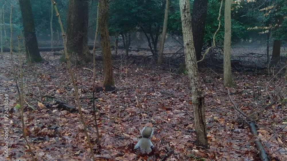 american grey squirrel browing through leaves in foggy forest american grey squirrel browing through leaves in foggy forest