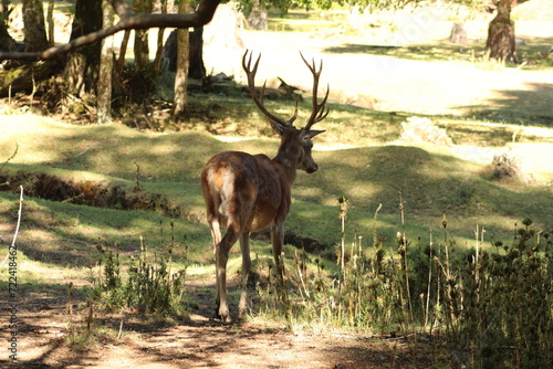 deer in the forest
