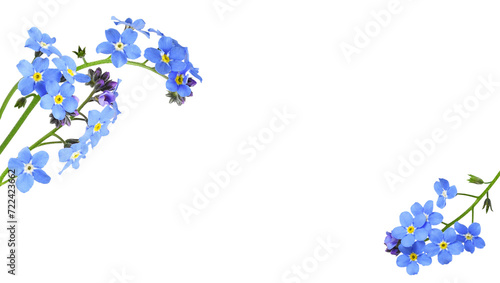 Fotografía Blue forget-me-not flowers in a floral corner arrangements isolated on white or