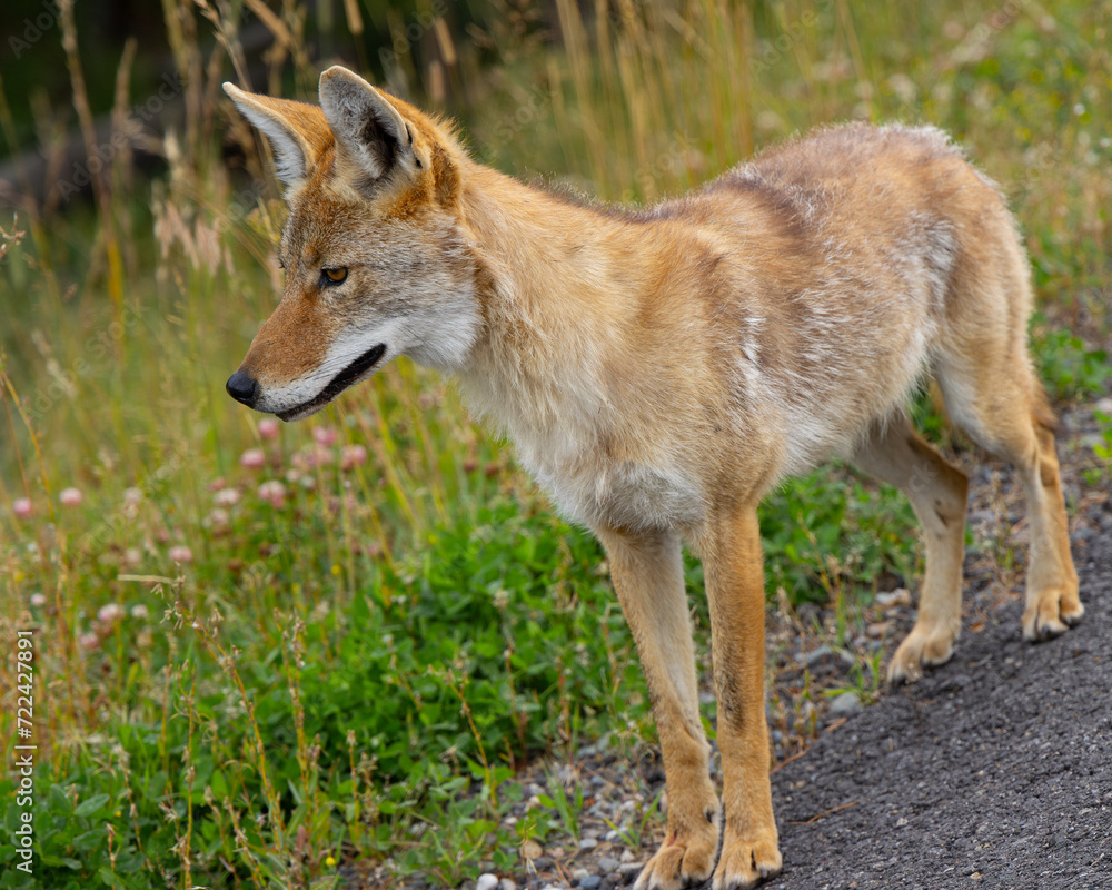 coyote, seen  in the wild in Wyoming