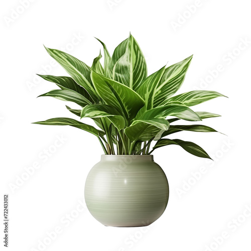 Decorative house plant clip art