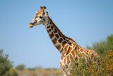 Giraffe, Etosha National Park, Kunene Region,