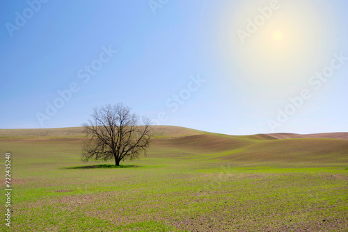 Lone Tree in the Middle of Green Wheat Field - 4K Ultra HD Image of Serene Countryside