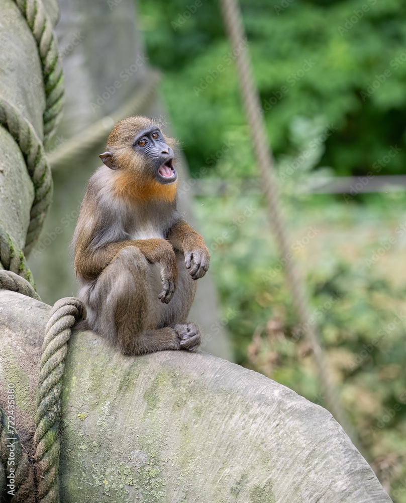 Obraz premium Mandrillus sphinx