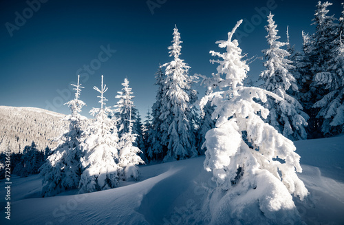 Dark winter scene with snowy Christmas trees.