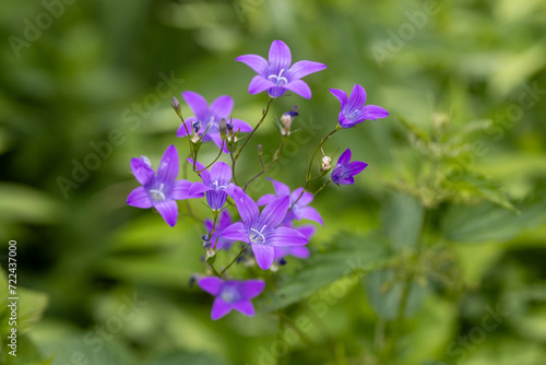purple bluebells in green grass, close-up
