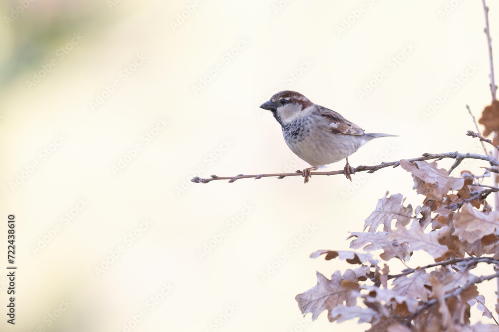 The Italian sparrow (Passer italiae), also known as the cisalpine sparrow, is a passerine bird, typical bird of the Italian avifauna The Italian sparrow (Passer italiae), also known as the cisalpine sparrow, is a passerine bird, typical bird of the Italian avifauna