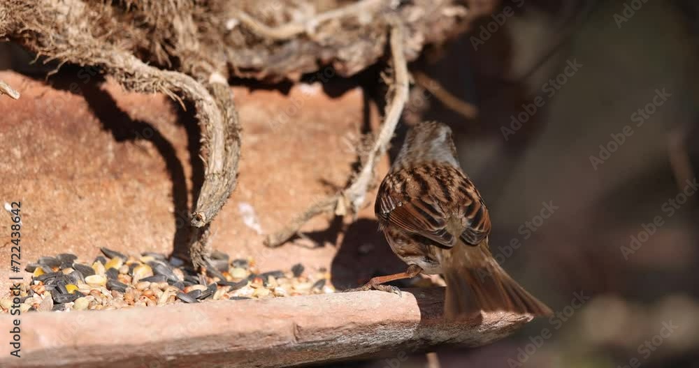 The dunnock (Prunella modularis) is a small passerine. The dunnock (Prunella modularis) is a small passerine.