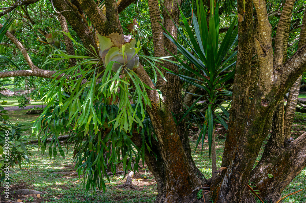 Symbiotic relationship between Epiphytic Orchids and trees, Mauritius Symbiotic relationship between Epiphytic Orchids and trees, Mauritius