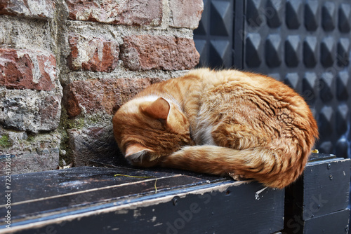 cat sleeping on the wall