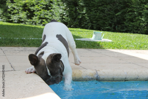 French bulldog playing by the pool