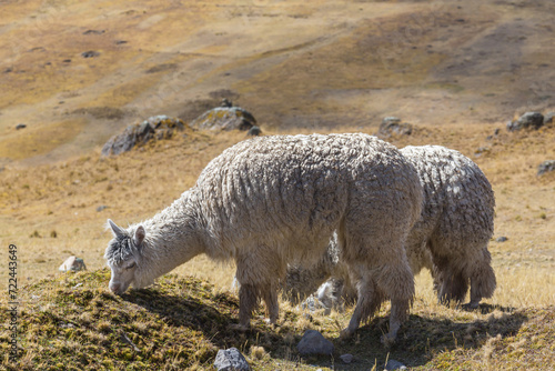 Alpaca