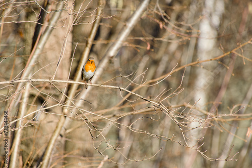 The European robin perching on a bush branch close-up photo