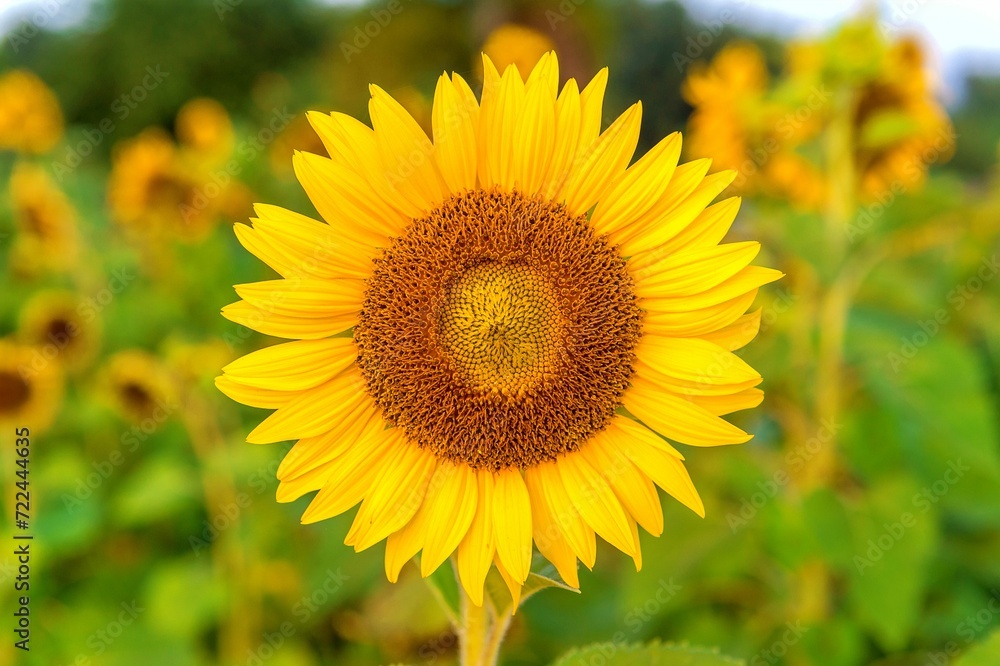 Sunflower Natural Background Sunflower Blooming Spring 2 1
