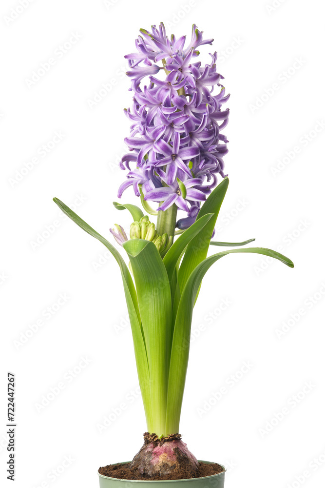Fototapeta premium Blue hyacinthus flower in pot. Potted hyacinth isolated on white background.