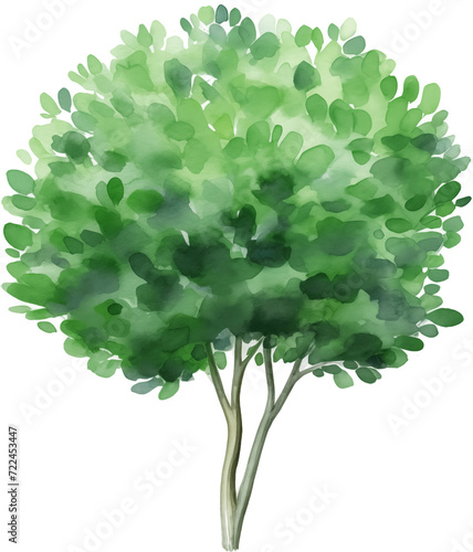 Watercolor PNG Illustration of a Tree Plant Bush (ID: 722453447)