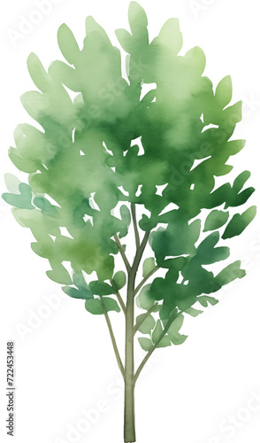 Watercolor PNG Illustration of a Tree Plant Bush (ID: 722453448)