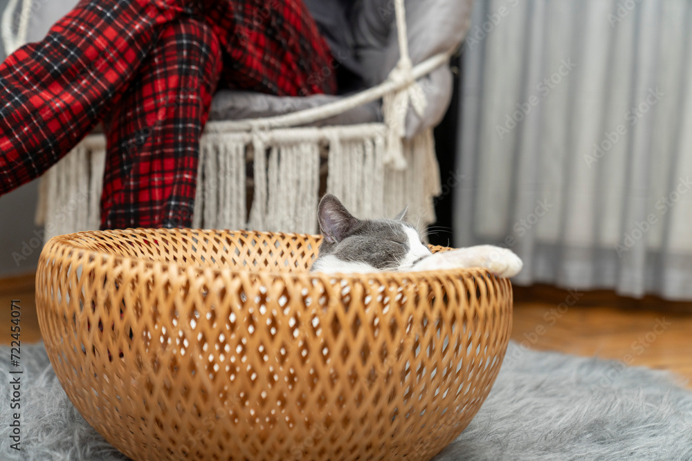 Obraz premium a gray and white cat sitting, playing, sleeping, relaxing in a yellow wicker basket on fluffy rug, carpet, mat. Cat portrait. pet ownership, pet friendly concept