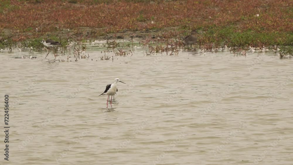 An adult black-winged stilt (Himantopus himantopus) bathing in shallow water An adult black-winged stilt (Himantopus himantopus) bathing in shallow water