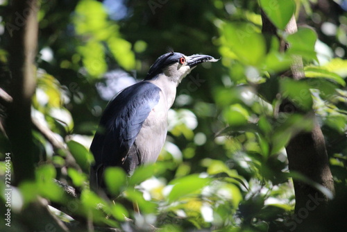 Bird photo