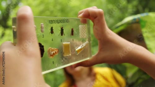 Boy and hands holding table showing life phases of bee  photo