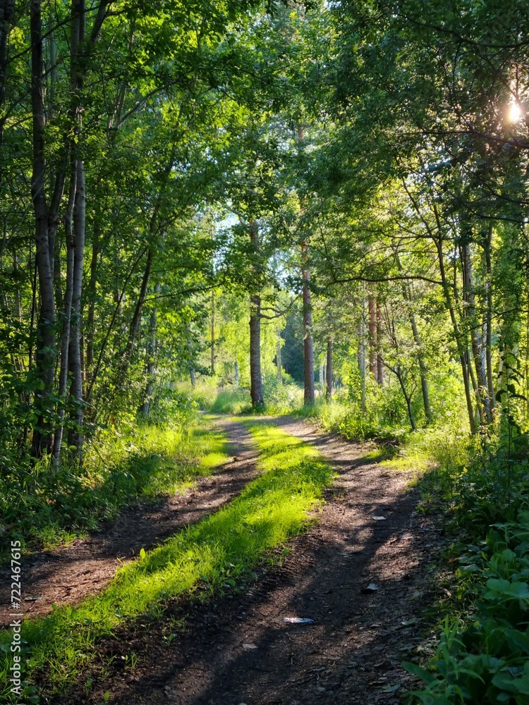 Fototapeta premium footpath in the woods