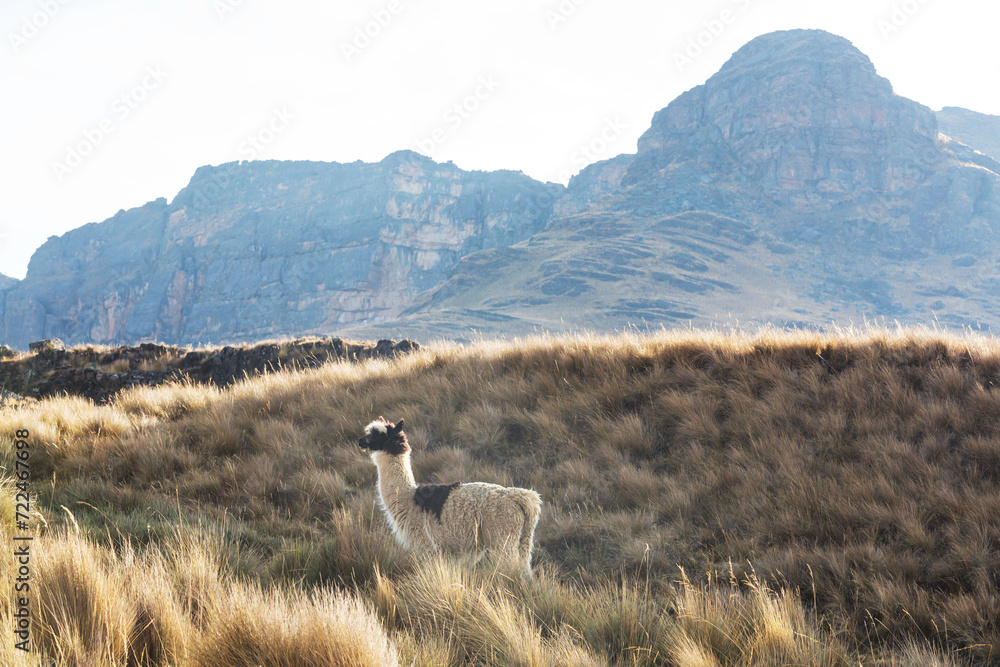 Fototapeta premium Llama