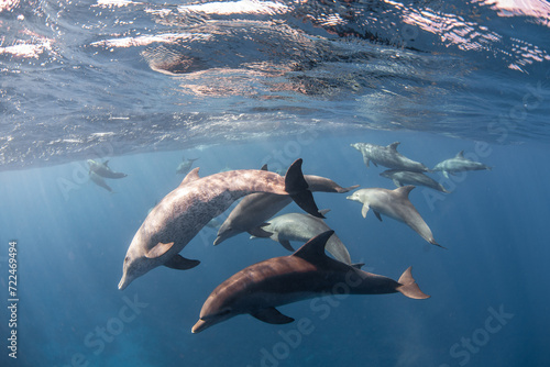 Gruppe von Delfinen photo