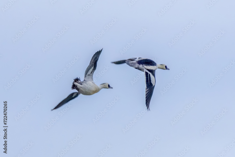Obraz premium 飛翔する二羽の雄のミコアイサ