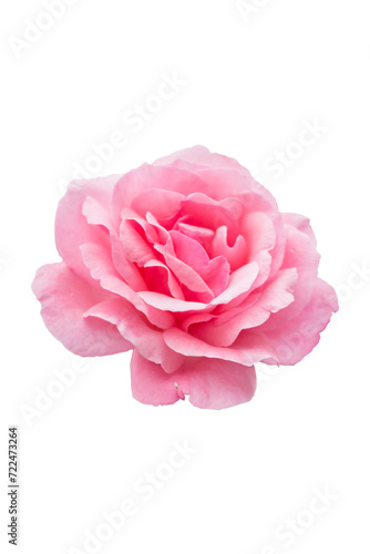 Fototapeta Naklejka Na Ścianę i Meble -  pink rose png,resource photoshop