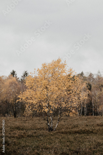 Birken und Nadelbäume im Herbst in einem Moor