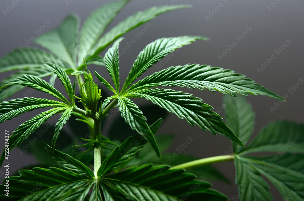 Young cannabis plants close up. Growing marijuana. Young cannabis plants close up. Growing marijuana.