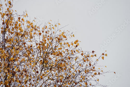 Birkenzweige vor grauem Himmel im Herbst in einem Moor