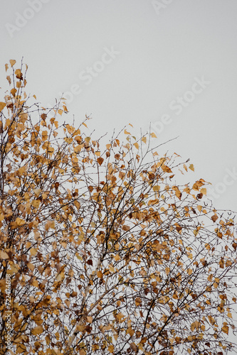 Birkenzweige vor grauem Himmel im Herbst in einem Moor