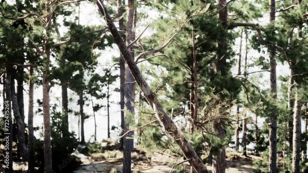 A Majestic Pine Forest in the Swiss Alps A Majestic Pine Forest in the Swiss Alps