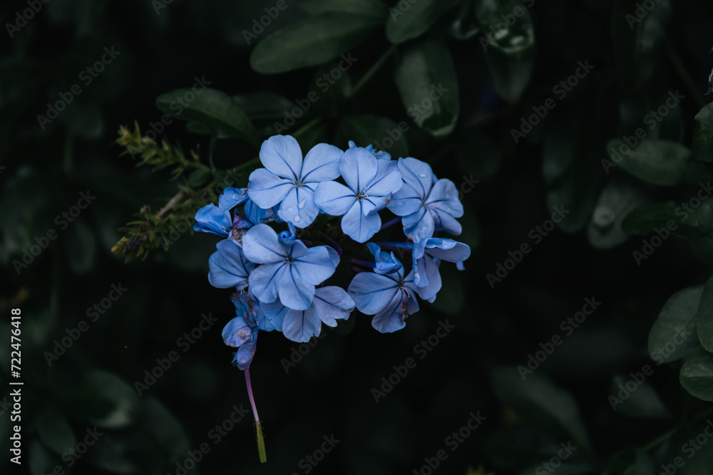 Close up of flowers (Plumbago auriculata Lam.) with green background Close up of flowers (Plumbago auriculata Lam.) with green background