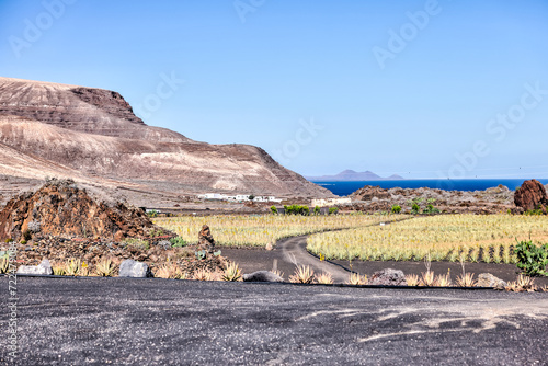 Lanzerote, Spain - December 24, 2023: Aloe vera plants on the island of Lanzerote in Spain's Canary Islands
 photo